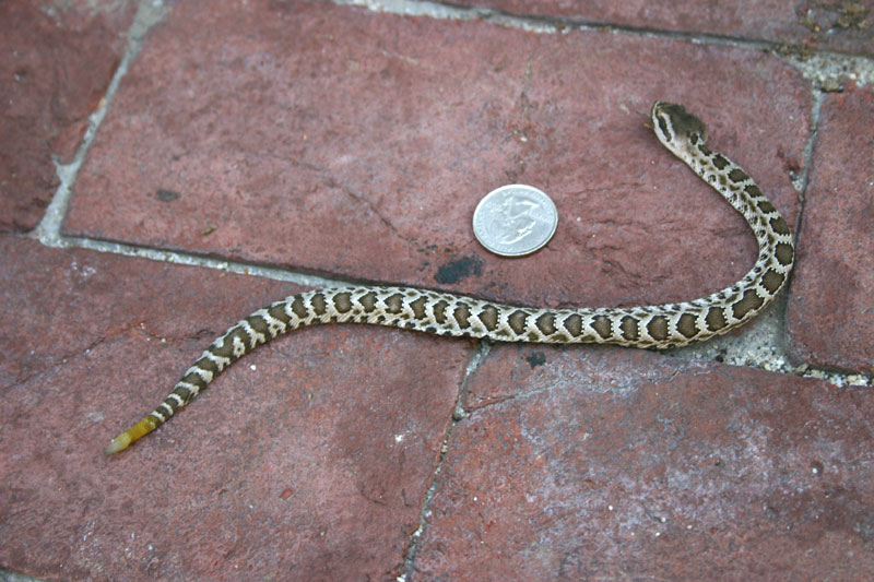 Baby Rattlesnakes California